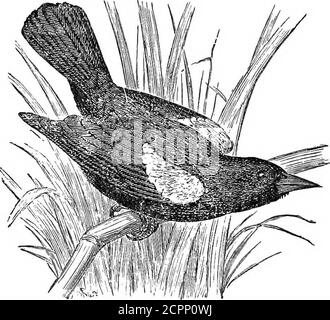 . I nostri uccelli nei loro eunti : un trattato popolare sugli uccelli del Nord America orientale. Na dei vari geologicalages, la differenziazione è davvero immensa. Ma tutte le varietà di forme sono costruite su certi piani fissi di struttura. Le grandi classi, gli ordini, e le famiglie hanno rappresentanti ovunque; e, mentre questi tipi di 108 IL RED-WiNGEL) BLACKStUD. Le strutture sono state generalmente progressive nell'ordine del tempo, nelle forme più basse della vita animale ci sono alcuni generi che sembrano essersi levati quasi dalla prima alba della vita al presente. Un attento bound-ing di Foto Stock