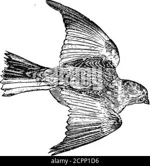 . I nostri uccelli nei loro fantassi : un trattato popolare sugli uccelli del Nord America orientale . su questo piano, fromla stella perfettamente piana sei-rayed al fiore più elaborato pensabile. Ogni minerale con il suo angolo di cristallizzazione variabile - e neve e ghiaccio belongto al regno minerale - l'acqua, consolidando, spara i suoi angoli esattamente a 60° - un fatto che il merestframmento di un fiocco di neve rivelerà. E' solo in circostanze di cer-tain che possono essere viste a vantaggio. Se passano attraverso uno strato d'aria troppo lieve per mantenerlo sotto il punto di congelamento, si mescolano, Foto Stock