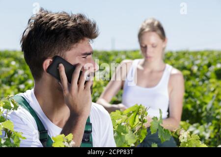 vintner che parla sul telefono cellulare in vigna Foto Stock