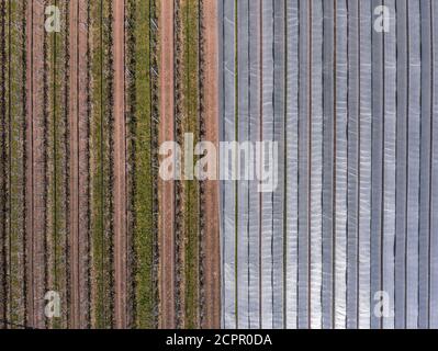 Ampio campo semidoperto di un frutteto visto dall'aria Foto Stock