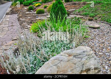 Orecchie di agnello, una pianta perenne ornamentale ( stachys byzantina / stachys lanata / stachys olympica / Woolly hedgenortica) per giardino di pietra o terreno di parco Foto Stock