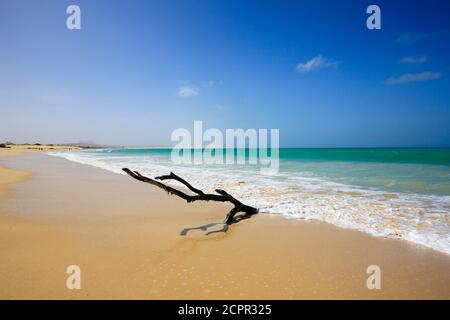 SAL Rei, Boa Vista, Capo Verde - Praia de Chaves, legno morto sulla spiaggia di sabbia. Foto Stock