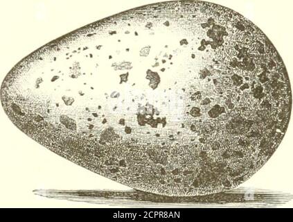 . I nostri uccelli settentrionali ed orientali : contenenti le descrizioni degli uccelli degli stati settentrionali ed orientali e delle province britanniche; insieme ad una storia delle loro abitudini, dei tempi di arrivo e di partenza, della loro distribuzione, del cibo, del canto, del tempo di riproduzione, e ad una descrizione accurata e accurata dei loro nidi e uova . Foto Stock