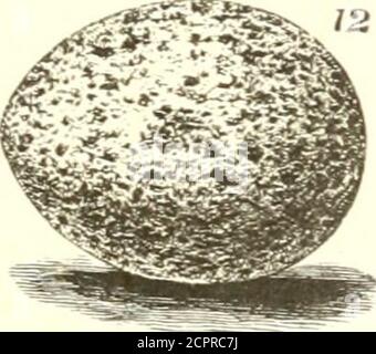 . I nostri uccelli settentrionali ed orientali : contenenti le descrizioni degli uccelli degli stati settentrionali ed orientali e delle province britanniche; insieme ad una storia delle loro abitudini, dei tempi di arrivo e di partenza, della loro distribuzione, del cibo, del canto, del tempo di riproduzione, e ad una descrizione accurata e accurata dei loro nidi e uova . Fig. 1. „ 2. „ 3. „ 4- „ 5. „ 6. 10.11.12. Flycatcher grande-crestato, crinito di Myiarrkus. Cabanis.Blue Warbler con retro giallo, Parula Atnericana. Bonaparte.Water Thrush, Seiurus Noveboracensis. Nuttall.Black-thorated Warbler verde, virens di Dendroira. Baird.Nuthatch con le decorazioni bianche. Limo Foto Stock