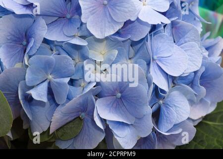 Foto di un fiore bellissimo con delicati petali di colore blu Foto Stock
