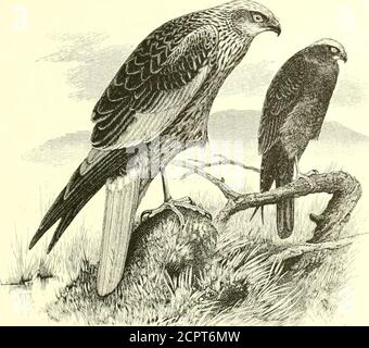 . Un manuale illustrato degli uccelli britannici . FALCONID.^. :£oi3^ IL MARSH-HARRIER.Circus .t^ruginosus (Linn^us). Questa specie, meglio conosciuta come il Moor-Buzzard, mentre ormorava un segno alleato a palude o palude, è ora bandita dal numero dei nostri uccelli indigeni. La causa principale della sua diminuzione in Inghilterra è stata il drenaggio delle galline nei distretti orientali, e la bonifica delle marshywastes in Somerset, Dorset, Shropshire, Lancashire, Yorkshire e in alcune altre contee, dove ha usato per allevare fino a negli ultimi venti o trenta anni. Al giorno d'oggi un paio Foto Stock