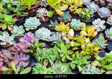 Varietà di succulenti in vendita in un giardino centro in Steveston Village British Columbia Canada Foto Stock