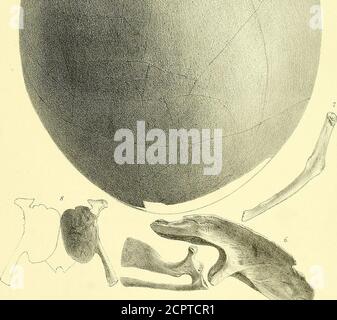 . Miscellanea ornitologica . ri^-H^* *■ -^ » &gt; ^^IH dimensione non corretta. X uh i n. J Endeben de] el kth. M&,N.HARJIART I UOVO DI DINORNIS CRASSO. MADAGASCAR E NUOVA ZELANDA. 245 il Ravenscraig lasciò Wellington il 21 giugno, Pernambuco il 25 agosto, ed arrivò nei Downs il sabato. Il 3 luglio è stata colpita da un mare atremovibile, che ha spazzato il suo ponte, facendo molto danno. Il 14 luglio, in ]53°S., 113° W., James Faddie, il secondo ufficiale, cadde in mare e fu annegato, mentre la nave stava correndo in una pesante balla.- noleggiatore sExpress. Questo esemplare è stato messo all'asta presso le sale Stevenss di CoventGarden, Foto Stock