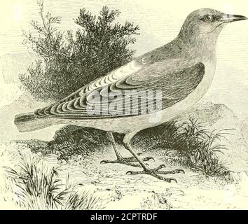 . Un manuale illustrato degli uccelli britannici . -. TURDIN.^:. 17. IL ROCK-THRUSH. Monticola saxatilis (Linna2us). La pretesa del Rock-Thrush ad un posto nella lista britannica restsucon un esempio girato il 19 maggio 1843, a Therfield, in Hert-fordshire, e figurato come sopra dal sig. Yarrell defunto, che ex-amined esso prima di essere skinned. Alcune altre occorrenze sono state erecorate, ma non autenticate. L'uccello in questione aveva deviato per il suo nodualcous migrante primaverile verso ovest; ma alcuni dei suoi eunt regolari sono a nessuna grande distanza le coste fromour; la specie essendo un yea Foto Stock