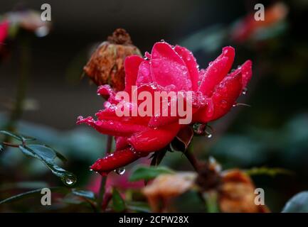 Una rosa bagnata nel giardino estivo. Foto Stock