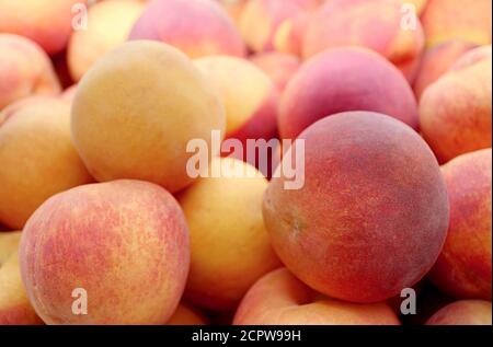 Pile di pesche fresche mature in vendita sul mercato Foto Stock