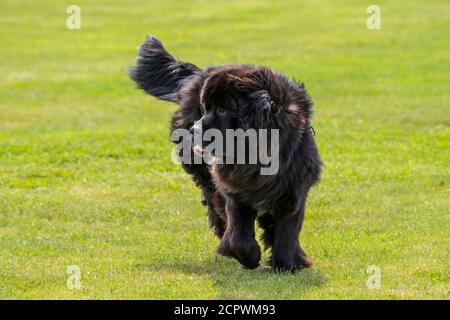 Terranova cani-purebred fratelli che corrono in un parco, Fogo, Terranova e Labrador NL, Canada Foto Stock