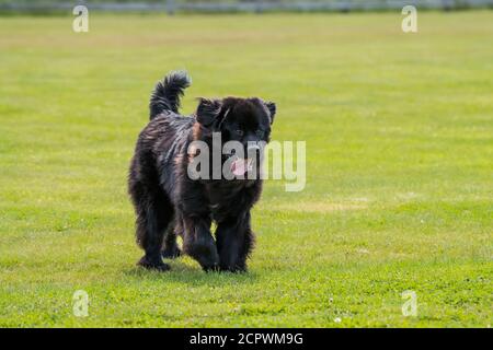 Terranova cani-purebred fratelli che corrono in un parco, Fogo, Terranova e Labrador NL, Canada Foto Stock