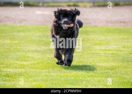 Terranova cani-purebred fratelli che corrono in un parco, Fogo, Terranova e Labrador NL, Canada Foto Stock