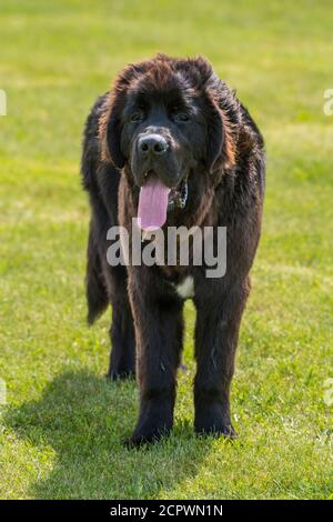 Terranova cani-purebred fratelli che corrono in un parco, Fogo, Terranova e Labrador NL, Canada Foto Stock