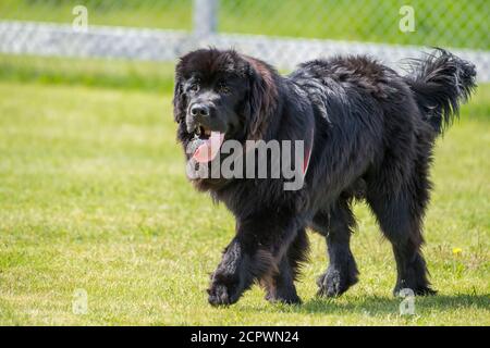 Terranova cani-purebred fratelli che corrono in un parco, Fogo, Terranova e Labrador NL, Canada Foto Stock