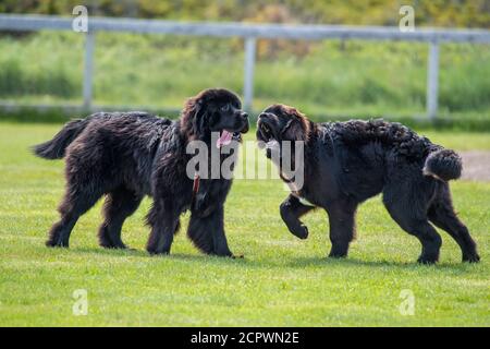 Terranova cani-purebred fratelli che corrono in un parco, Fogo, Terranova e Labrador NL, Canada Foto Stock