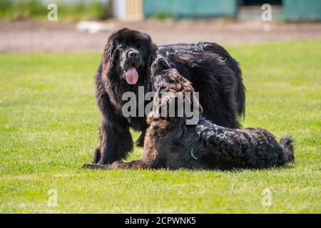 Terranova cani-purebred fratelli che corrono in un parco, Fogo, Terranova e Labrador NL, Canada Foto Stock