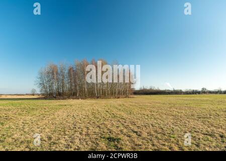 Un gruppo di alberi di betulla che crescono nel prato Foto Stock