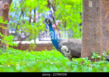 Il paafowl indiano, conosciuto anche come paafowl comune, e paafowl blu, è una specie di paafowl originaria del subcontinente indiano. È stato introdotto Foto Stock