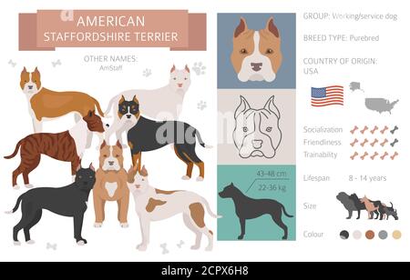 American staffordshire terrier cane isolato su bianco. Caratteristiche, varietà di colore, informazioni sul temperamento. Raccolta infografica cani. Illustrazione vettoriale Illustrazione Vettoriale