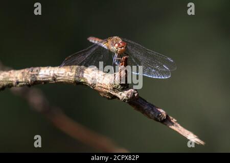 Dülmen, Renania settentrionale-Vestfalia, Germania. 19 Settembre 2020. Un dragonfly piuttosto darter, o darter comune (Sympetrum striolatum) sembra grin come si sdraia in caldo, tempo di sole da uno stagno. Le temperature sono impostate in modo da rimanere non stagionalmente calde in NRW nei prossimi giorni. Credit: Imageplotter/Alamy Live News Foto Stock