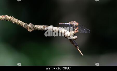 Dülmen, Renania settentrionale-Vestfalia, Germania. 19 Settembre 2020. Un dragonfly piuttosto darter, o darter comune (Sympetrum striolatum) sembra grin come si sdraia in caldo, tempo di sole da uno stagno. Le temperature sono impostate in modo da rimanere non stagionalmente calde in NRW nei prossimi giorni. Credit: Imageplotter/Alamy Live News Foto Stock