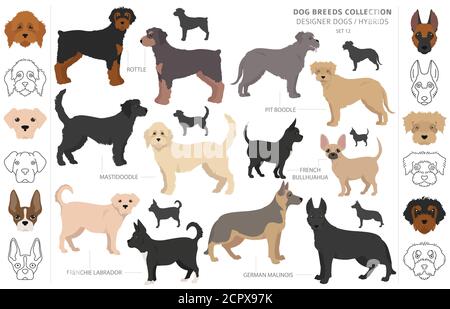 Designer cani, incroci, hybrid mix collezione pooches isolato su bianco. In stile appartamento cane clipart set. Illustrazione Vettoriale Illustrazione Vettoriale