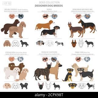 Designer cani, incroci, hybrid mix collezione pooches isolato su bianco. In stile appartamento cane clipart set. Illustrazione Vettoriale Illustrazione Vettoriale