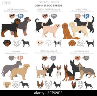 Designer cani, incroci, hybrid mix collezione pooches isolato su bianco. In stile appartamento cane clipart set. Illustrazione Vettoriale Illustrazione Vettoriale