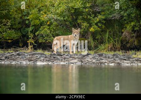 Coyote (Canis latrans) - passeggiata lungo il fiume Chilko, Chilcotin Wilderness, BC Interior, Canada Foto Stock