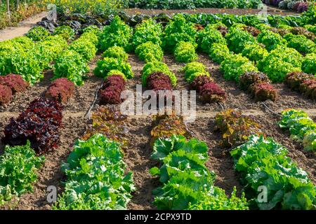 Letti con lattuga e altre erbe illuminate dal sole In una giornata di sole brillante Foto Stock