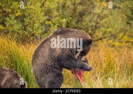 Orso grizzly (Ursus arctos)- l'orso della madre che gestisce due salmoni di sockeye rialzati catturati in un fiume di salmone, Chilcotin Wilderness, BC Interior, Canada Foto Stock
