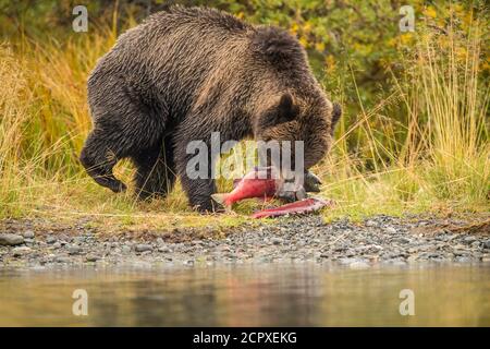 Orso grizzly (Ursus arctos)- l'orso della madre che gestisce due salmoni di sockeye rialzati catturati in un fiume di salmone, Chilcotin Wilderness, BC Interior, Canada Foto Stock