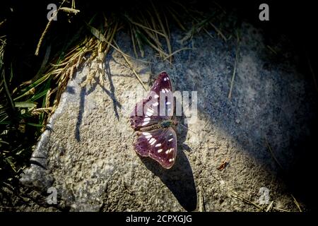 Farfalla Imperatore viola nella natura vista ravvicinata Foto Stock