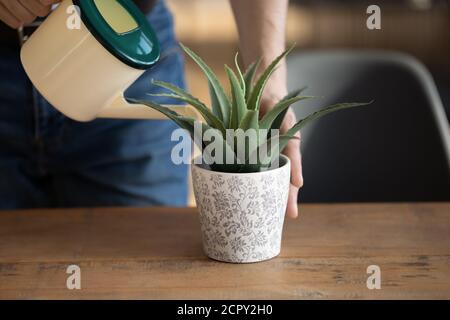 Primo piano di innaffiatura uomo verde casa pianta Foto Stock