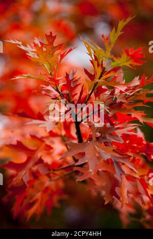 Belle e vibranti foglie arancioni su un albero di quercia in autunno Foto Stock