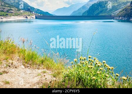 Vista del lago blu e della diga 'Kölnbreinsperre' nel Parco Nazionale Hohe Tauern, Austria. Focus sui fiori di montagna in primo piano. Foto Stock