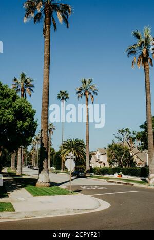 USA, California, Los Angeles, guida attraverso Beverly Hills, tipico di Los Angeles: Grandi palme si ergono sulla strada Foto Stock