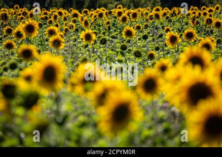 Un campo di girasoli vibranti in Sussex, in una giornata estiva soleggiata Foto Stock