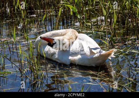 Un cigno in un fiume, graffiandogli il collo sulla schiena Foto Stock