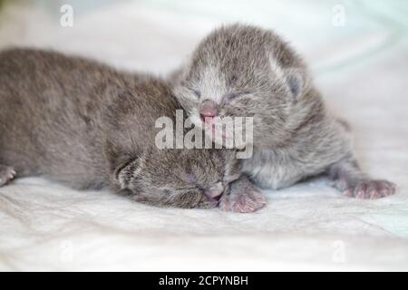 Nuovi cuccioli di piega scozzesi su sfondo bianco da vicino visualizza Foto Stock