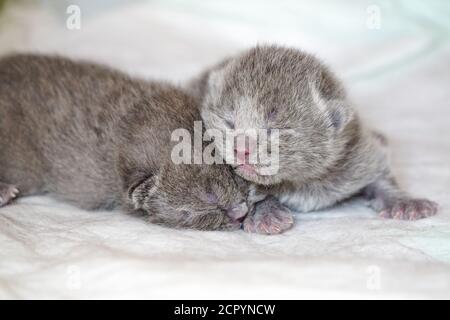 Nuovi cuccioli di piega scozzesi su sfondo bianco da vicino visualizza Foto Stock