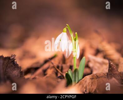 Fiori freschi di foresta di primavera selvatici che crescono nella foresta Foto Stock