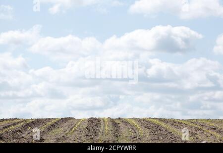 Campi, agricoltura, piante, germogliazione, primavera, Germania, bassa Sassonia, Worpswede Foto Stock