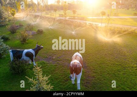 Annaffiatura automatica nel parco all'alba Foto Stock