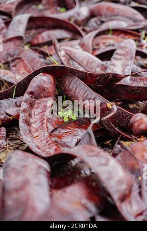 Carruba naturale selvaggia nel bosco vista ravvicinata Foto Stock