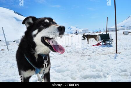 Cani Husky in cima al campo musher del ghiacciaio Mendenhall addestrati per le corse di cani da slitta e le corse di Iditarod, ghiacciaio Mendenhall vicino a Juneau, Alaska Foto Stock