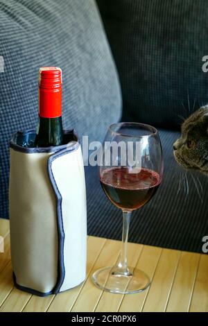 Cute scozzese capelli corti gatto sniffing vino rosso in wineglass Foto Stock