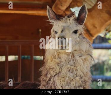 Primo piano di White Alpaca (Vicudna Pacos) nel parco zoologico ceco. Ritratto di animale domestico. Foto Stock